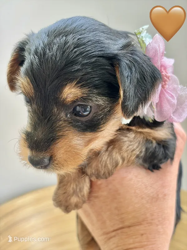 Poppy – Yorkipoo, Yorkshire Terrier puppy for sale in Jacksonville, FL