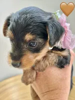 Poppy, a female Yorkipoo and Yorkshire Terrier for sale in Jacksonville, FL – 1 of 5