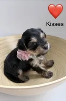 Kisses, a female Yorkipoo and Yorkshire Terrier for sale in Jacksonville, FL – 4 of 4