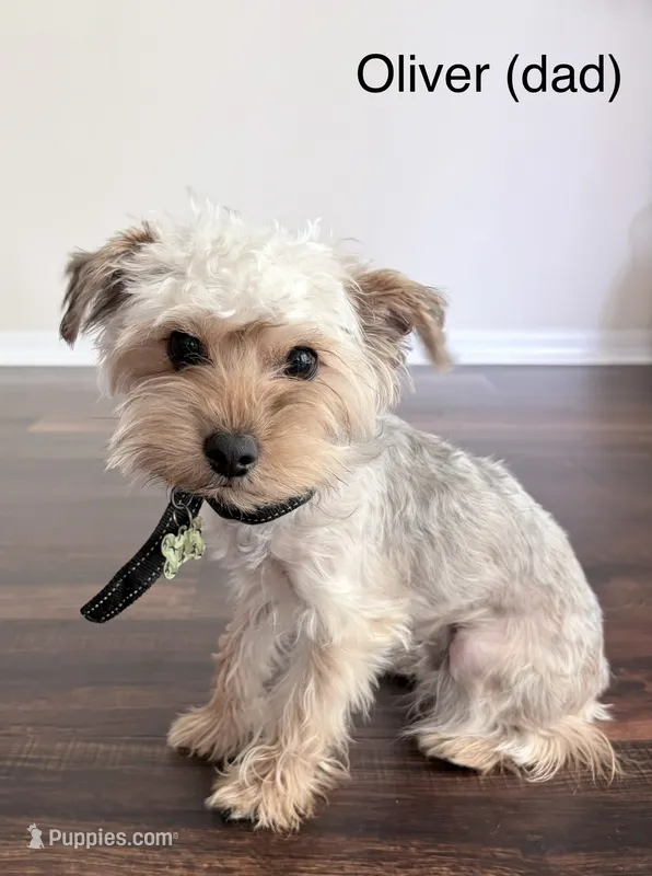 Unknown 1  – Yorkipoo puppy for sale in Jacksonville, FL