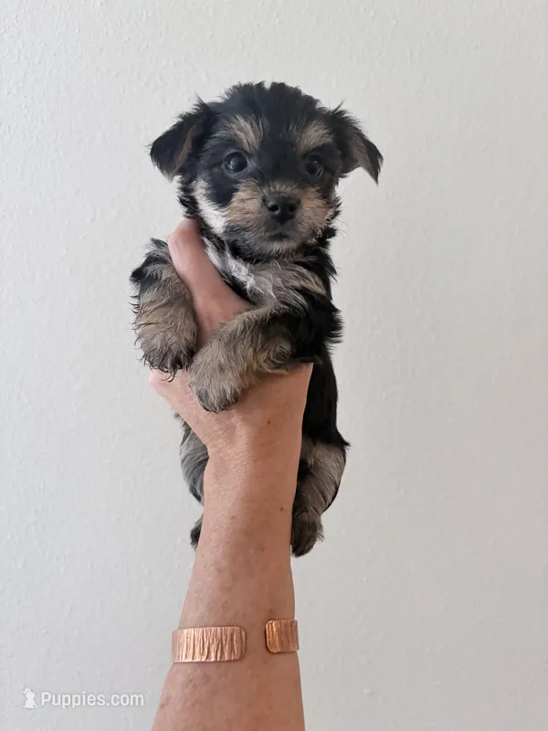 Kisses – Yorkipoo, Yorkshire Terrier puppy for sale in Jacksonville, FL