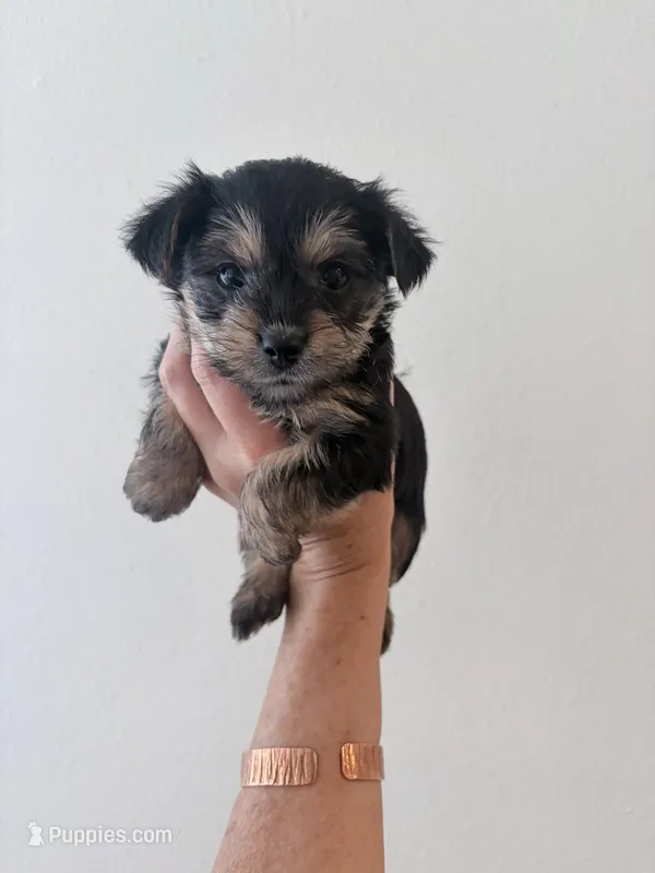 Emmie – Yorkipoo, Yorkshire Terrier puppy for sale in Jacksonville, FL