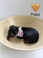 Poppy, a female Yorkipoo and Yorkshire Terrier for sale in Jacksonville, FL – 2 of 5