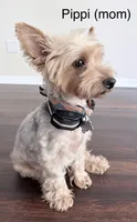 Ruthie, a female Yorkipoo and Yorkshire Terrier for sale in Jacksonville, FL – 4 of 5