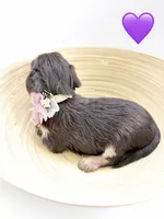 Ruthie, a female Yorkipoo and Yorkshire Terrier for sale in Jacksonville, FL – 2 of 5