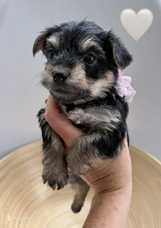 Emmie – Yorkipoo, Yorkshire Terrier puppy for sale in Jacksonville, FL