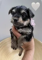 Emmie, a female Yorkipoo and Yorkshire Terrier for sale in Jacksonville, FL – 1 of 4