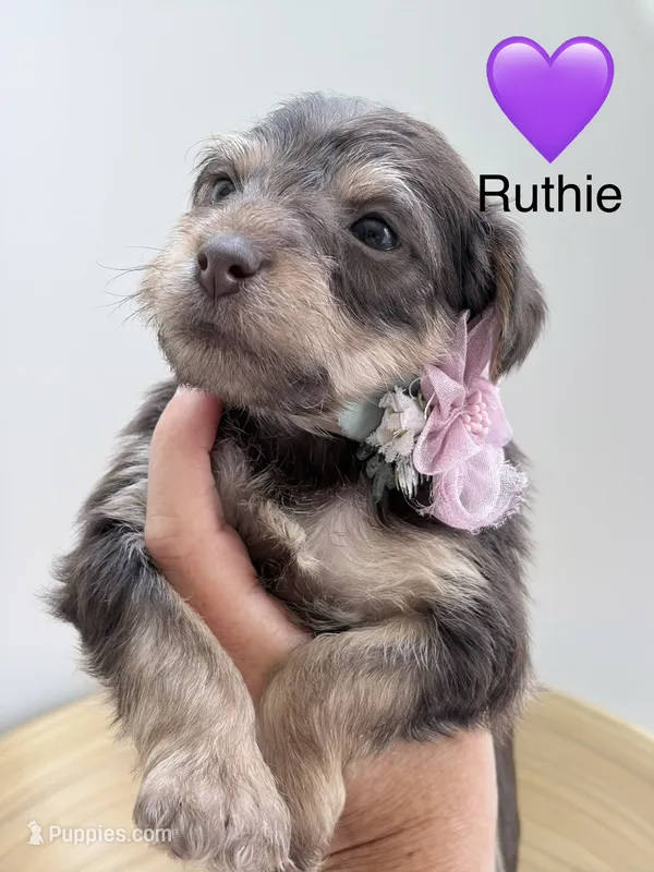 Ruthie – Yorkipoo, Yorkshire Terrier puppy for sale in Jacksonville, FL