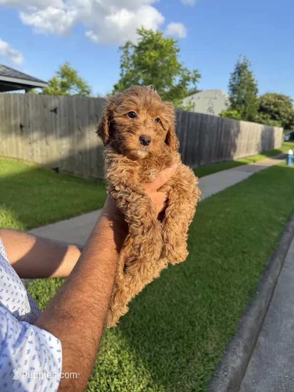 Honey – Miniature Goldendoodle puppy for sale in Houston, TX