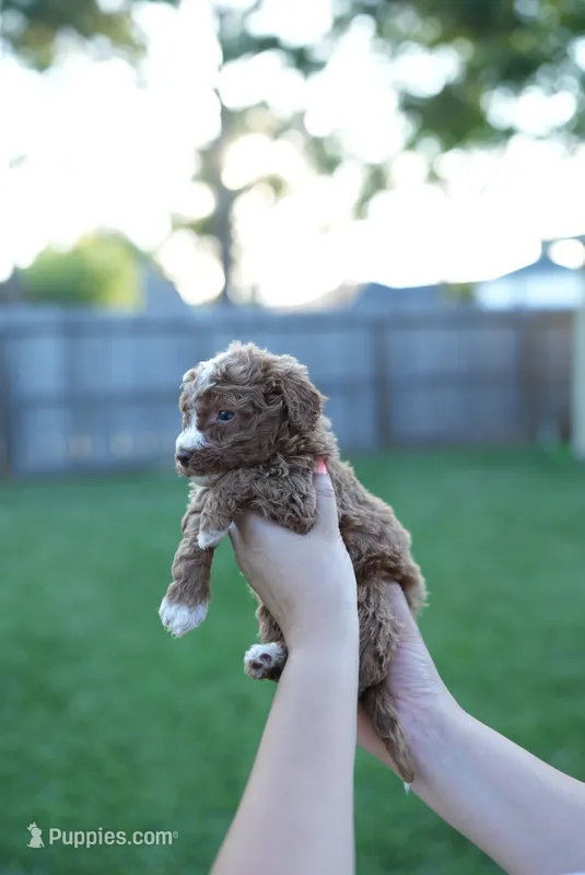 Caroline Fry – Miniature Goldendoodle puppy for sale in Houston, TX