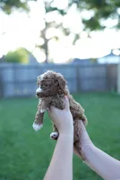 Caroline Fry, a female Miniature Goldendoodle for sale in Houston, TX – 1 of 4