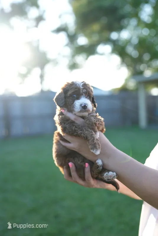 Poo – Miniature Goldendoodle puppy for sale in Houston, TX