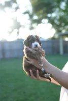 Poo, a male Miniature Goldendoodle for sale in Houston, TX – 1 of 3