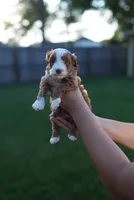 Arbys, a male Miniature Goldendoodle for sale in Houston, TX – 2 of 5