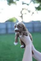 Caroline Fry, a female Miniature Goldendoodle for sale in Houston, TX – 4 of 4