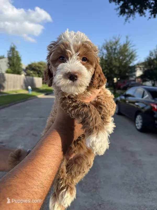 Doughie – Miniature Goldendoodle puppy for sale in Houston, TX