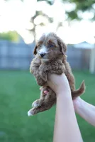 Buttercup, a male Miniature Goldendoodle for sale in Houston, TX – 5 of 5