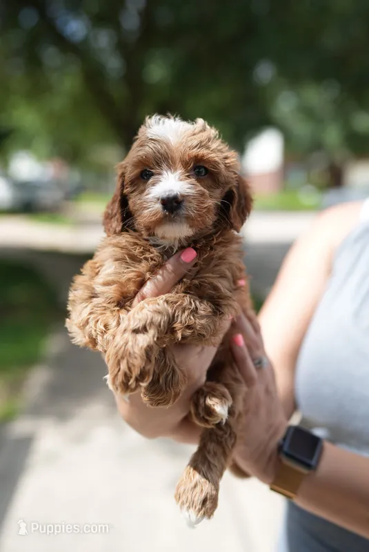 Buttercup – Miniature Goldendoodle puppy for sale in Houston, TX