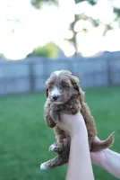 Buttercup, a male Miniature Goldendoodle for sale in Houston, TX – 3 of 5