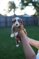 Arbys, a male Miniature Goldendoodle for sale in Houston, TX – 1 of 5