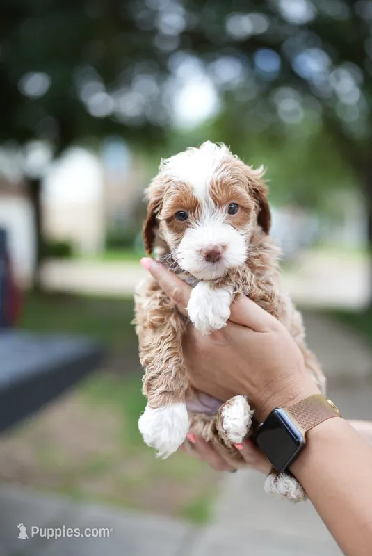 Doughie – Miniature Goldendoodle puppy for sale in Houston, TX