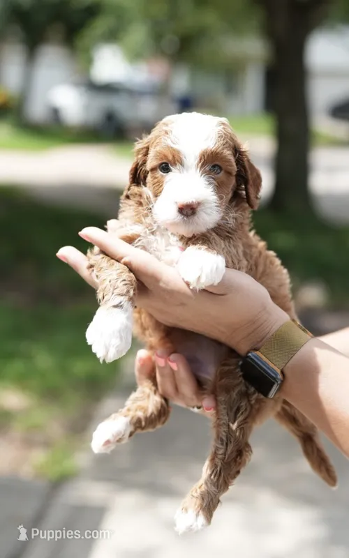 Arbys – Miniature Goldendoodle puppy for sale in Houston, TX