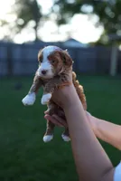 Arbys, a male Miniature Goldendoodle for sale in Houston, TX – 3 of 5