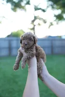 Honey, a female Miniature Goldendoodle for sale in Houston, TX – 2 of 4