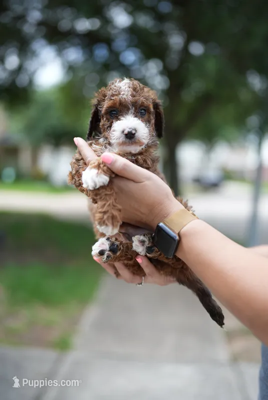 Poo – Miniature Goldendoodle puppy for sale in Houston, TX