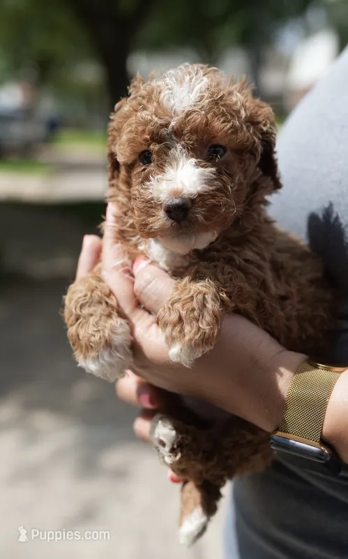 Caroline Fry – Miniature Goldendoodle puppy for sale in Houston, TX