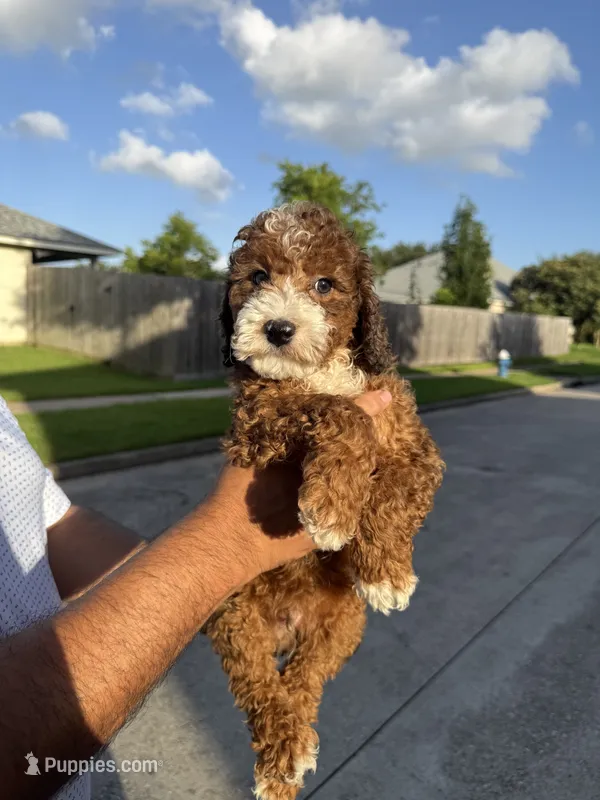 Poo – Miniature Goldendoodle puppy for sale in Houston, TX