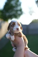 Doughie, a male Miniature Goldendoodle for sale in Houston, TX – 2 of 2