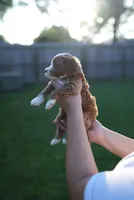 Arbys, a male Miniature Goldendoodle for sale in Houston, TX – 4 of 5