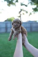 Honey, a female Miniature Goldendoodle for sale in Houston, TX – 4 of 4
