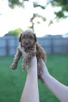 Honey, a female Miniature Goldendoodle for sale in Houston, TX – 1 of 4