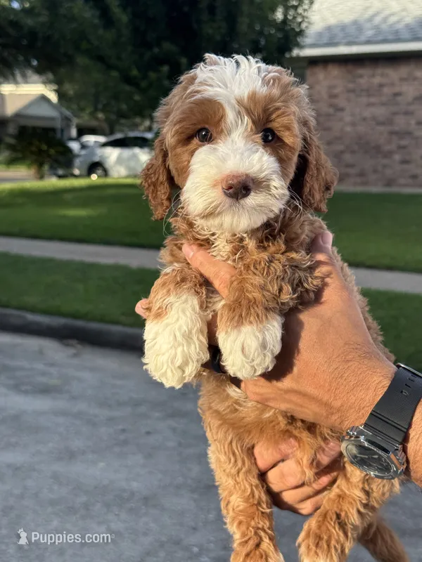 Arbys – Miniature Goldendoodle puppy for sale in Houston, TX