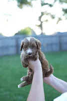 Buttercup, a male Miniature Goldendoodle for sale in Houston, TX – 4 of 5