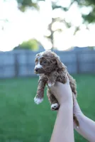 Caroline Fry, a female Miniature Goldendoodle for sale in Houston, TX – 3 of 4