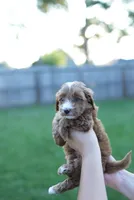 Buttercup, a male Miniature Goldendoodle for sale in Houston, TX – 2 of 5