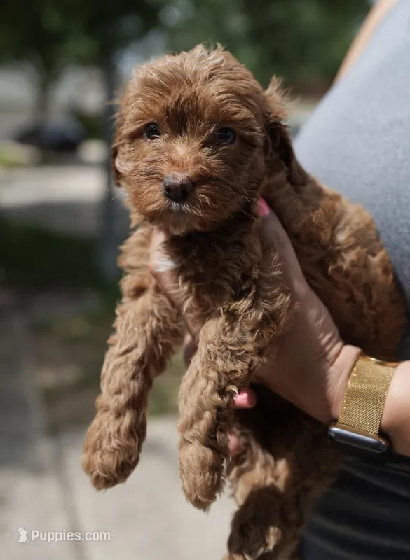 Honey – Miniature Goldendoodle puppy for sale in Houston, TX