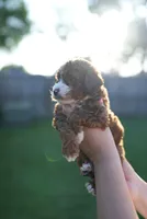 Poo, a male Miniature Goldendoodle for sale in Houston, TX – 3 of 3