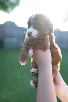 Poo, a male Miniature Goldendoodle for sale in Houston, TX – 2 of 3
