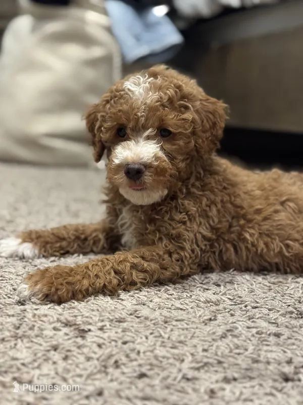Caroline Fry – Miniature Goldendoodle puppy for sale in Houston, TX