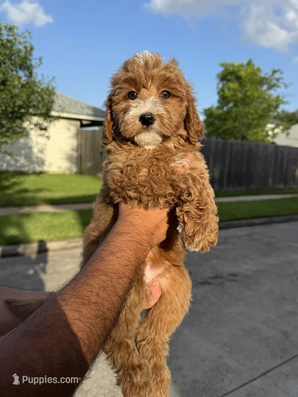 Buttercup – Miniature Goldendoodle puppy for sale in Houston, TX