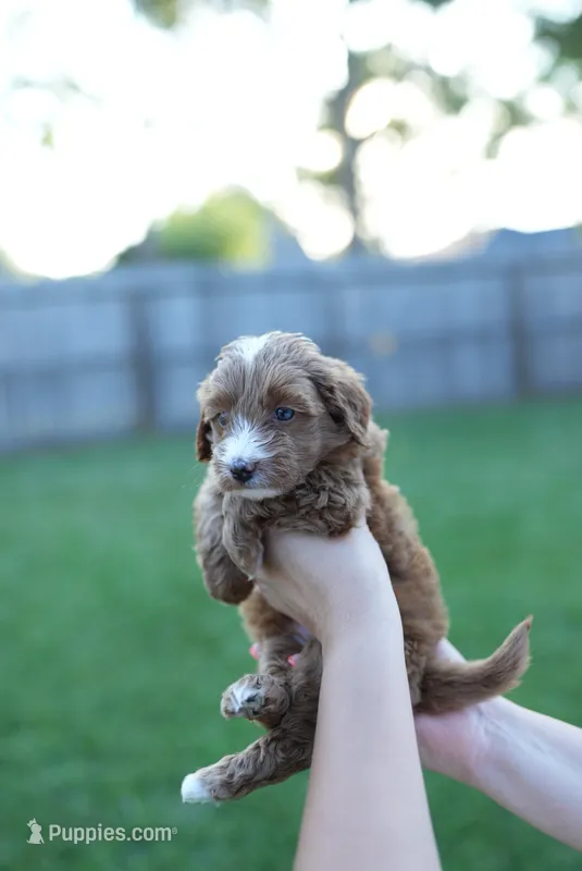 Buttercup – Miniature Goldendoodle puppy for sale in Houston, TX