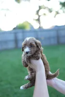 Buttercup, a male Miniature Goldendoodle for sale in Houston, TX – 1 of 5