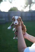 Arbys, a male Miniature Goldendoodle for sale in Houston, TX – 5 of 5