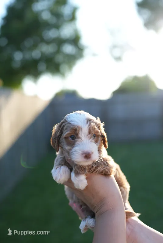 Doughie – Miniature Goldendoodle puppy for sale in Houston, TX