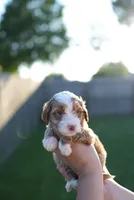 Doughie, a male Miniature Goldendoodle for sale in Houston, TX – 1 of 2