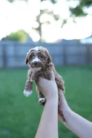 Caroline Fry, a female Miniature Goldendoodle for sale in Houston, TX – 2 of 4